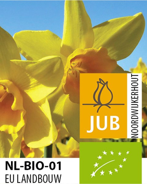 BIO Narcis Garden Opera